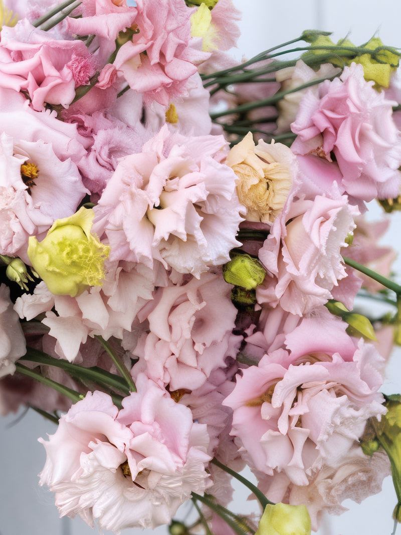 VOYAGE PINK EUSTOMA/LISIANTHUS SEEDLING <br>شتلات زهور الاستوما / الليسيانثس فوياج بينك