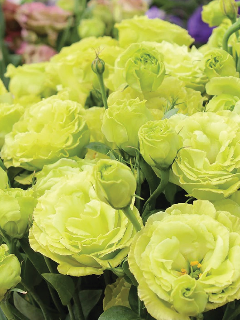ROSANNE CLEAR GREEN EUSTOMA/LISIANTHUS SEEDLING<br>شتلات زهور الاستوما / الليسيانثس كلير جرين