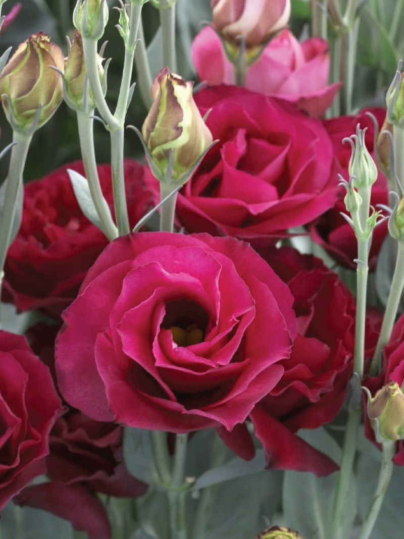 CROMA RED EUSTOMA/LISIANTHUS SEEDLING<br>شتلات زهور الاستوما / الليسيانثس كروما رد