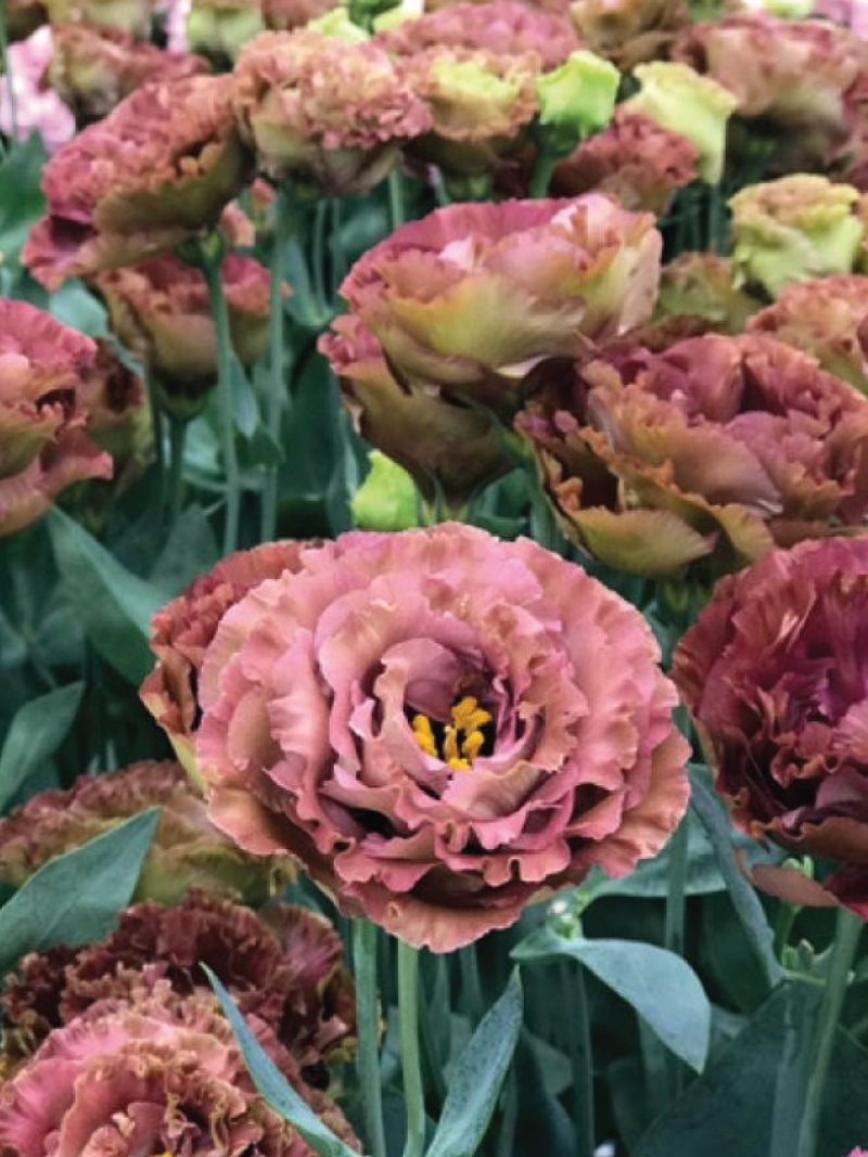 ROSANNE BROWN EUSTOMA/LISIANTHUS SEEDLING <br>شتلات زهور الاستوما / الليسيانثس روزان براون