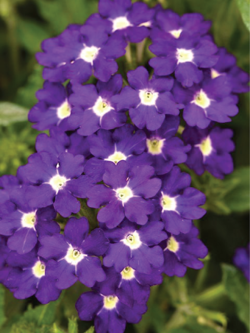 VERBENA QUARTZ BLUE FLOWER SEEDLING <br> شتلات زهور الفربينا كوارتز بلو
