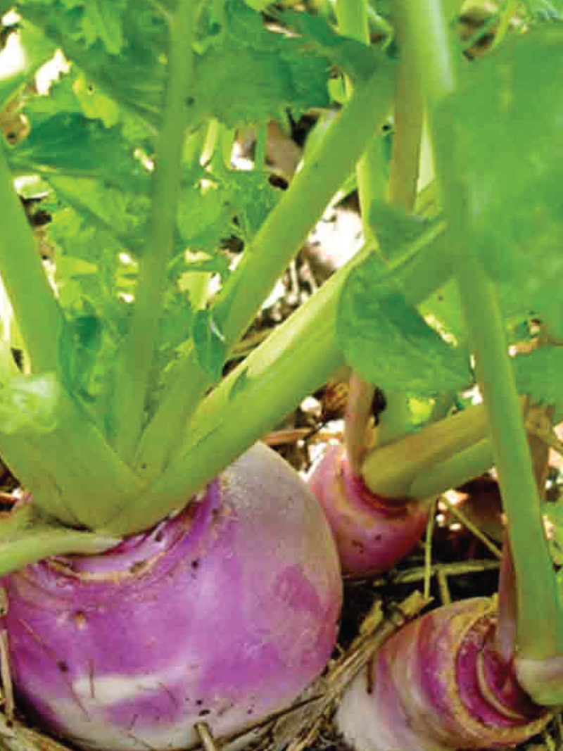 TURNIP SEEDS <br> بذور اللفت