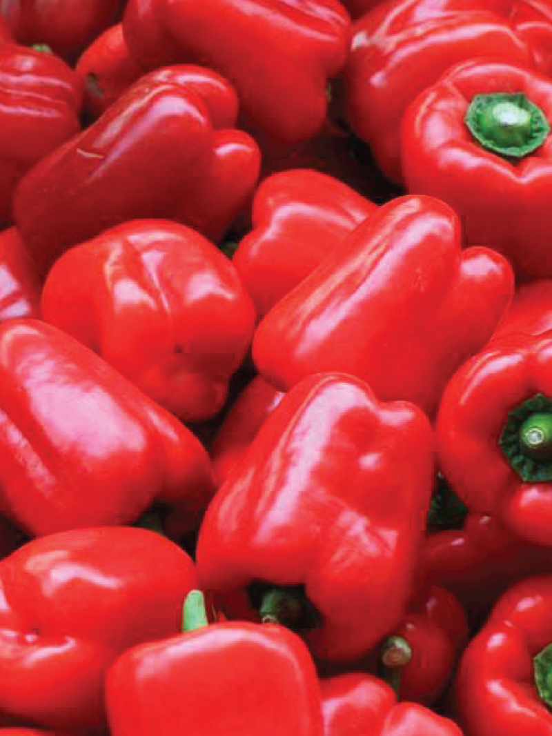 RED CAPSICUM SEEDLING <br>شتلات الفليفلة الحمراء