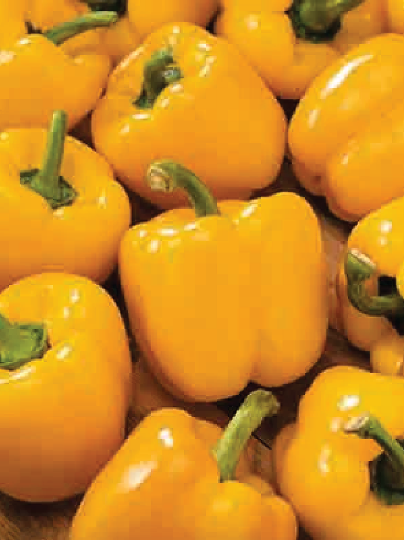 YELLOW CAPSICUM SEEDLING<br> شتلات الفليفلة الصفراء