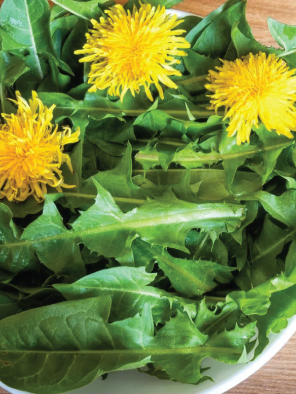 ORGANIC DANDELION SEEDLING<br>شتلات عشبة الهندباء العضوية