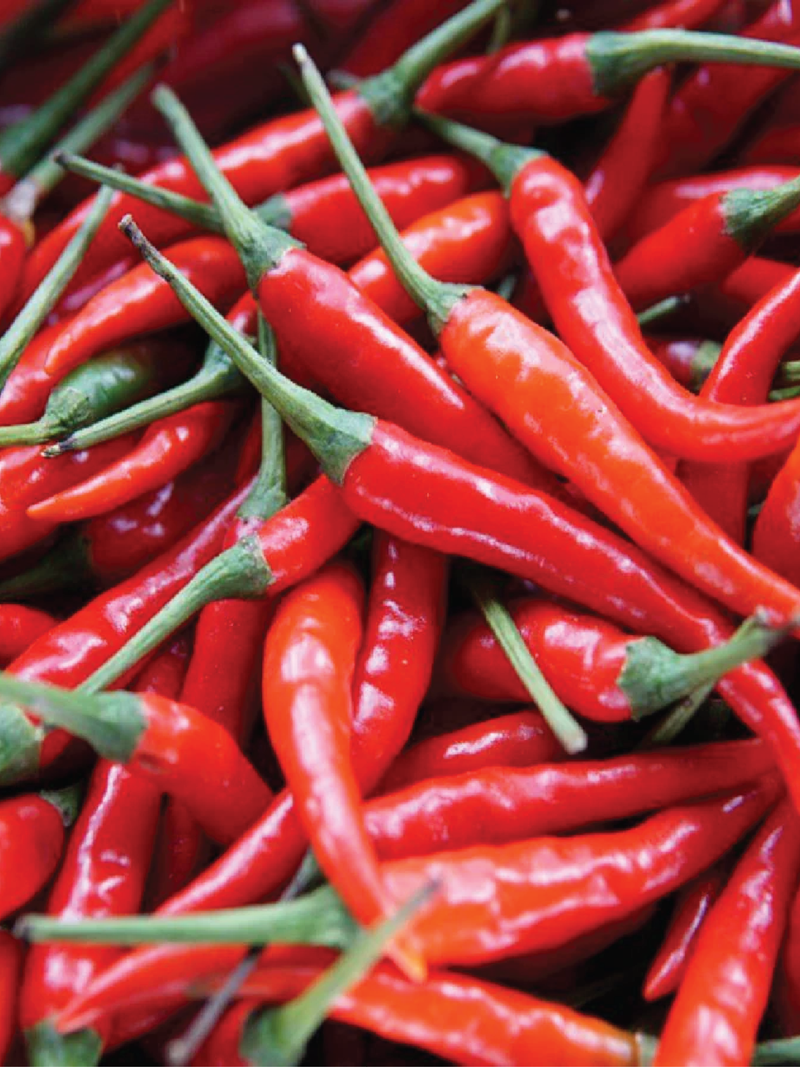 RED CHILI PEPPER SEEDLING<br> شتلات الفلفل الأحمر الحار