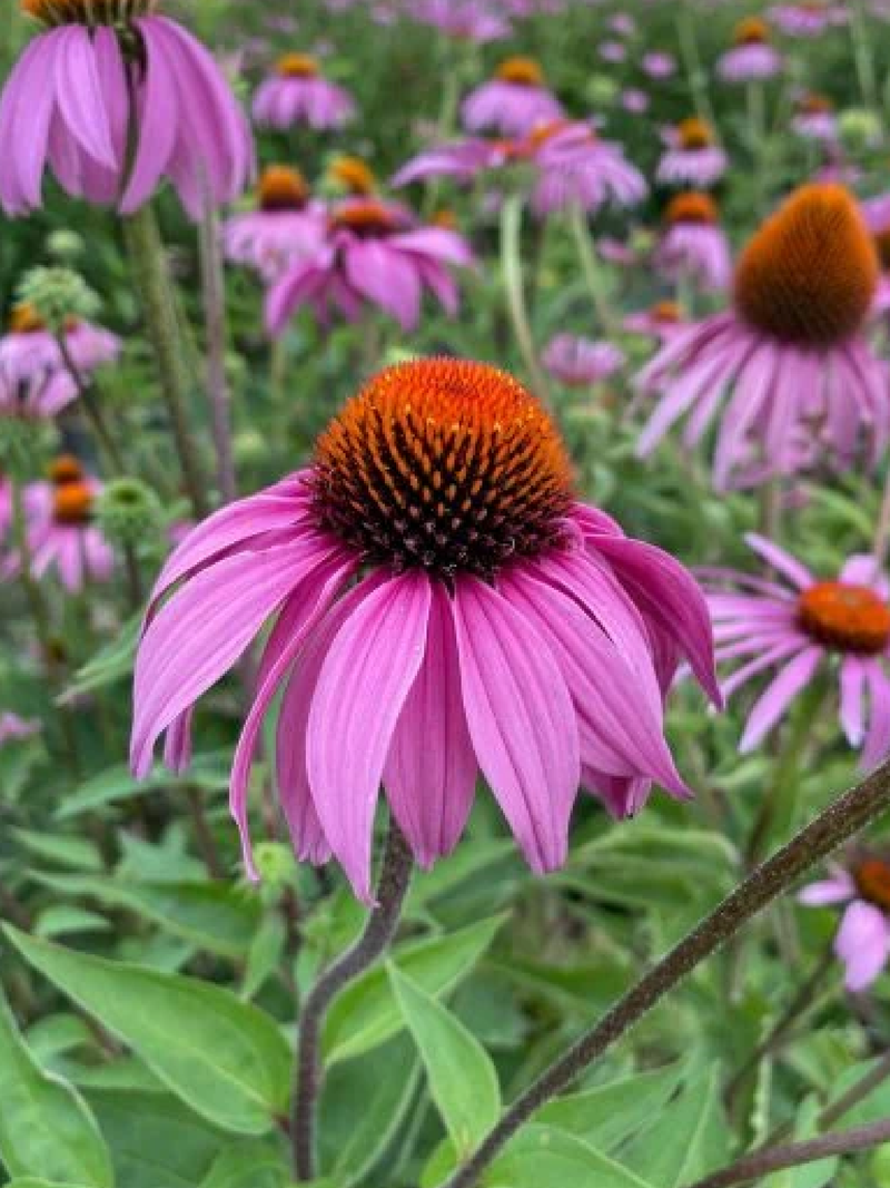 ECHINACEA FLOWER SEEDS