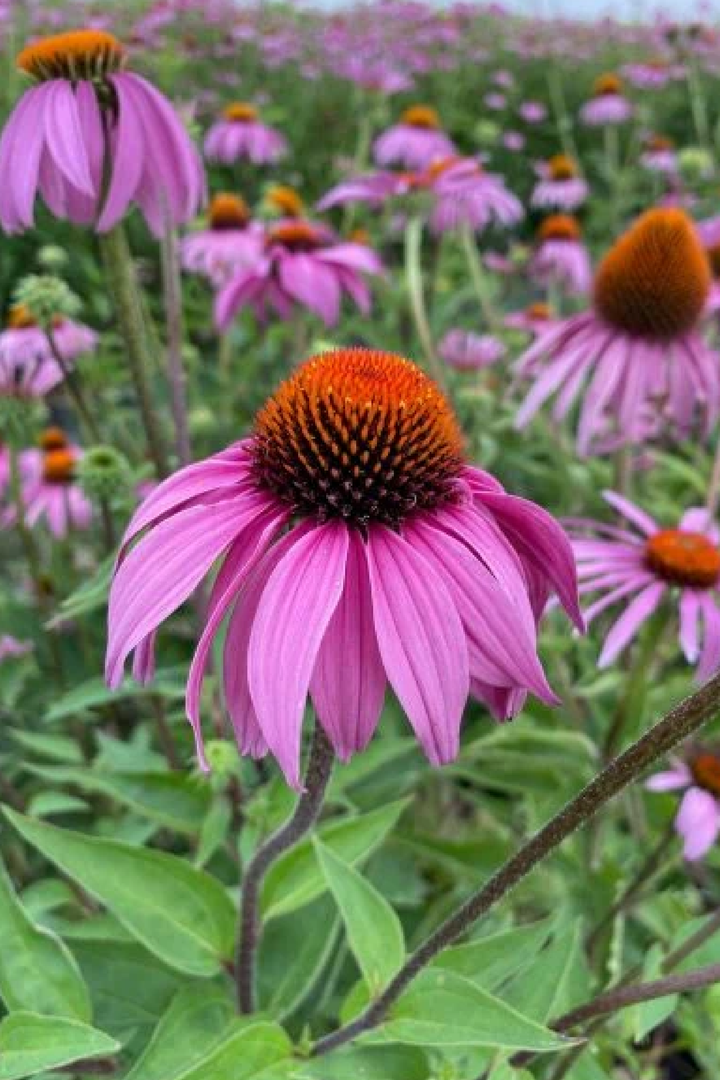 ECHINACEA FLOWER SEEDS <br>بذور زهور الأكنيشيا