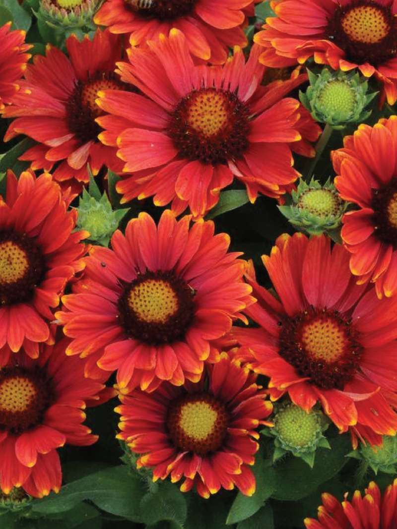 ARIZONA RED SHADES GAILLARDIA FLOWER SEEDLING <br>شتلات زهور الغلارديا أريزونا رد شيدز
