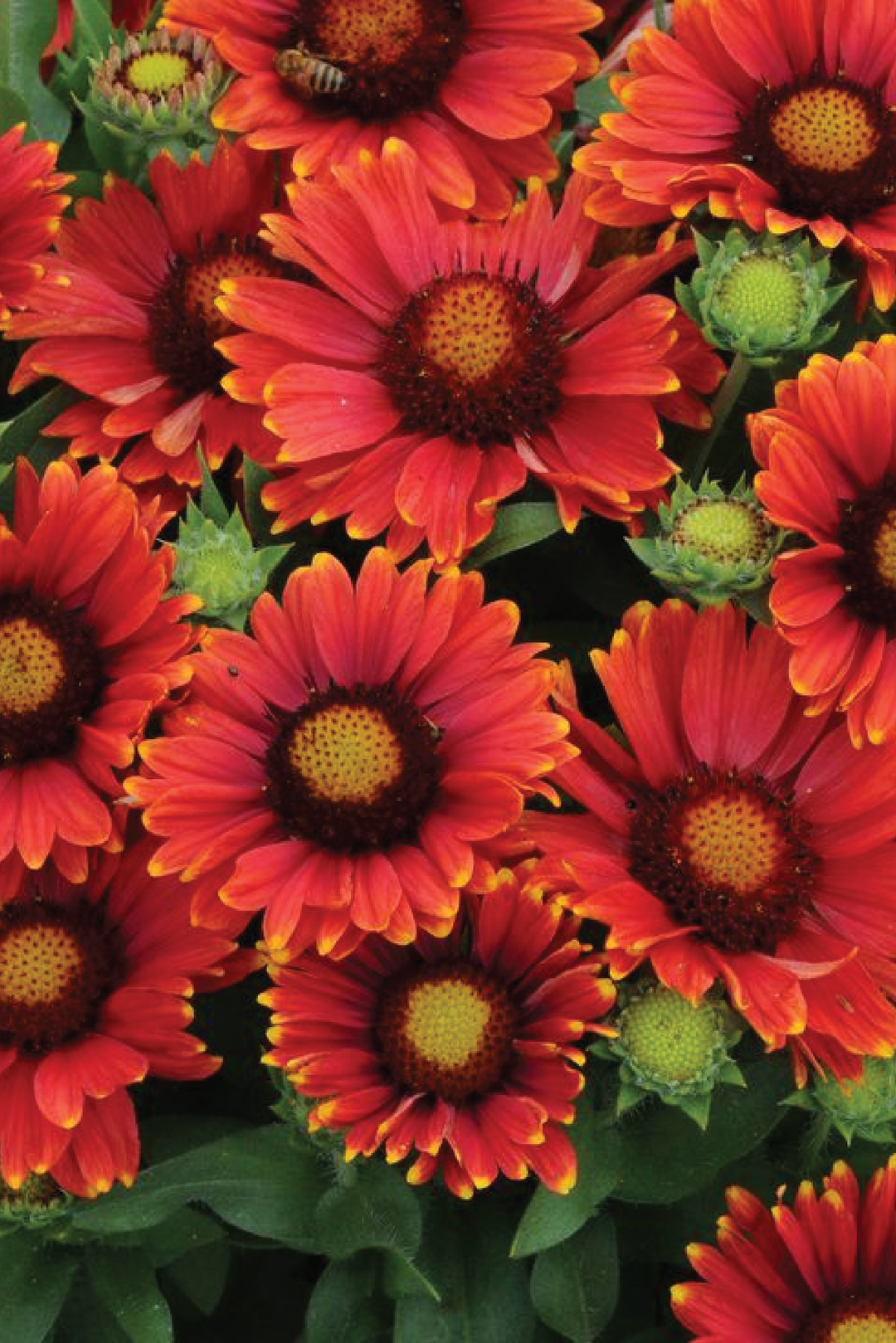 ARIZONA RED SHADES GAILLARDIA FLOWER SEEDLING <br>شتلات زهور الغلارديا أريزونا رد شيدز