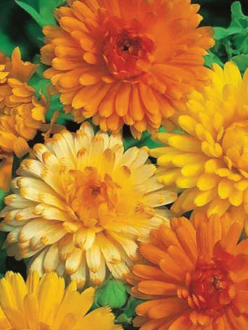 CALENDULA SEEDS <br> بذور زهور الكالاندولا