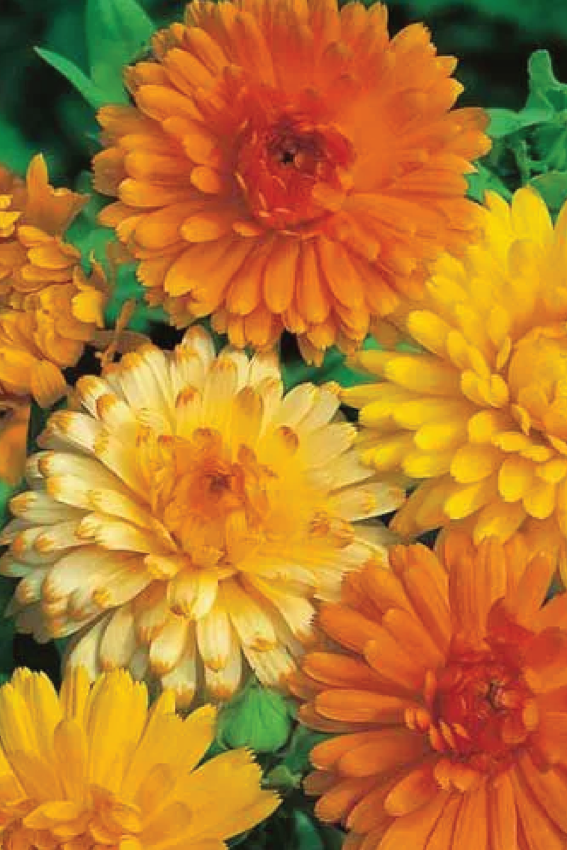 CALENDULA SEEDS <br> بذور زهور الكالاندولا