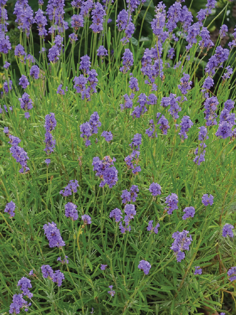 LAVENDER SEEDLING <br>شتلة الخزامى