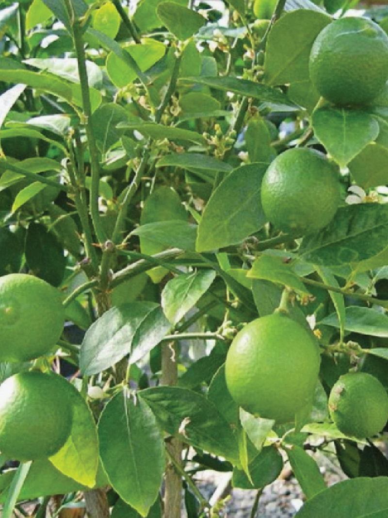 LIME SEEDS<br> بذور الليمون