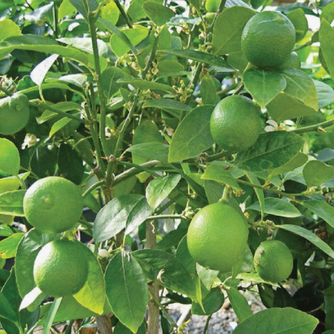 LIME SEEDS<br> بذور الليمون