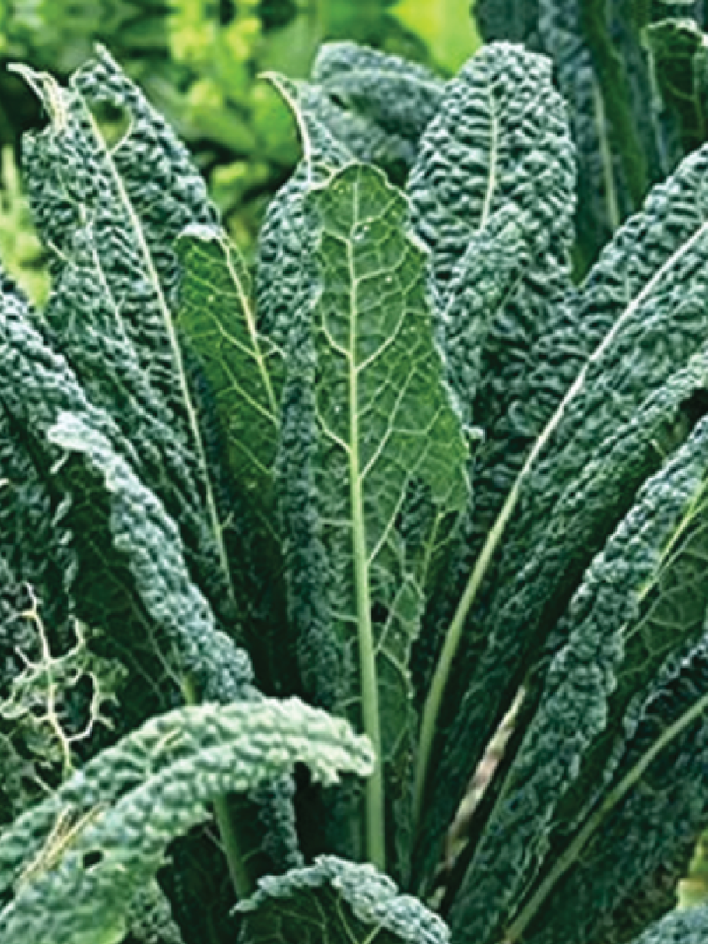 KALE LACINATO SEEDS <br>بذور الكيل لاسيناتو