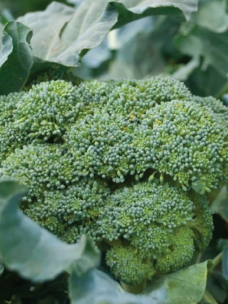 BROCCOLI SEEDS<br> بذور البروكلي