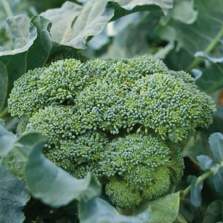 BROCCOLI SEEDS<br> بذور البروكلي