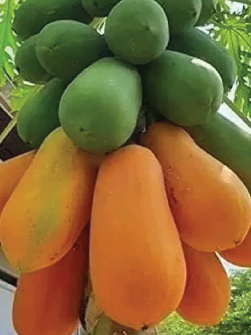 PAPAYA SEEDS<br>بذور البابايا