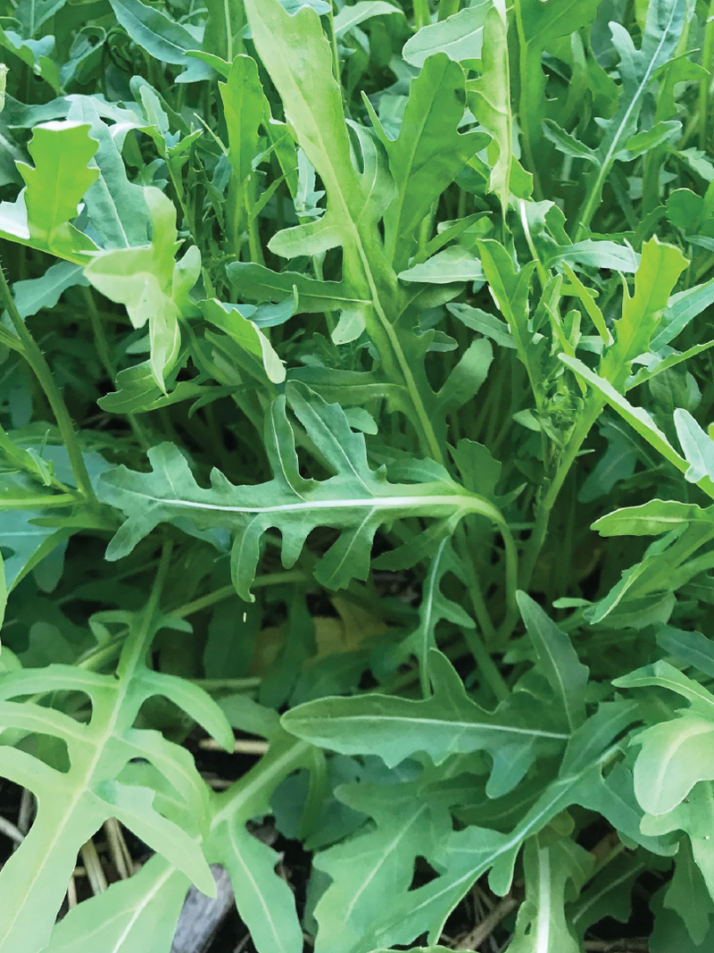 WILD ARUGULA SEEDS<br>بذور الجرجير البري