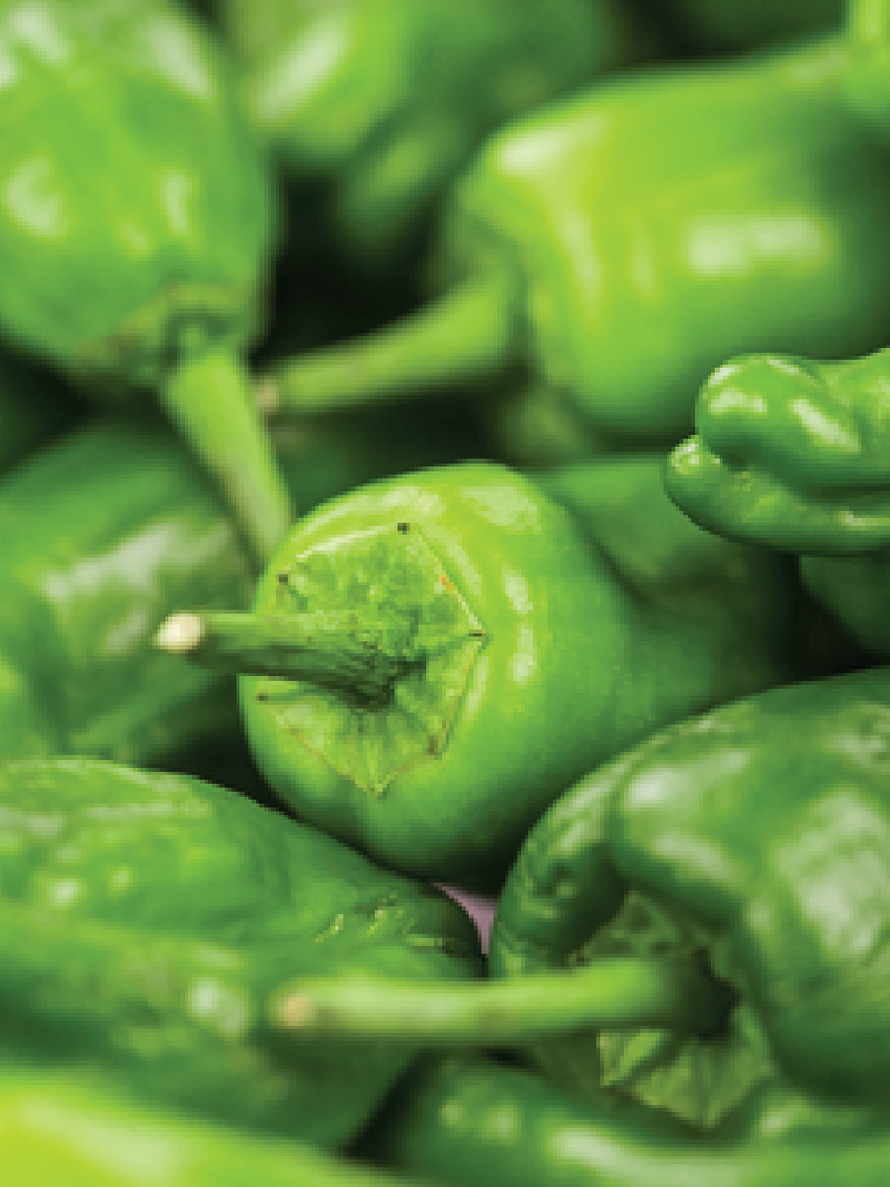 PEPERONE LOMBARDO PEPPER SEEDS<br>بذور فلفل لومباردو بيبروني