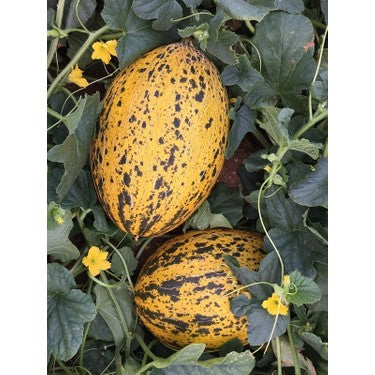 ORGANIC KIRKAGAC MELON SEEDLING <br>شتلات شمام كيركاقاك التركي العضوية