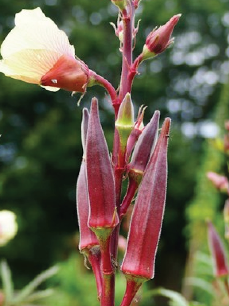 RED OKRA SEEDS <br> بذور البامية الحمراء