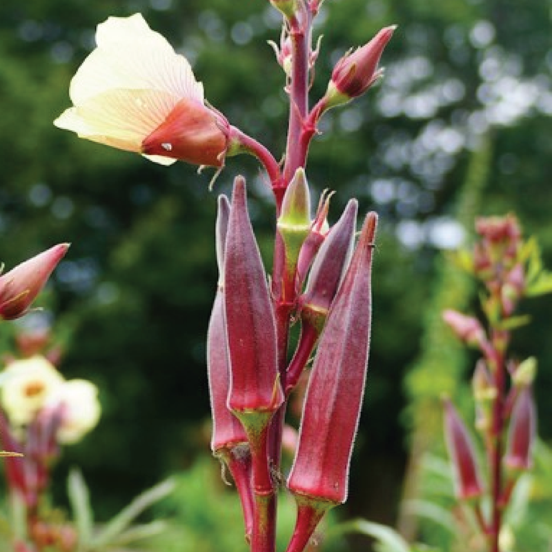 RED OKRA SEEDS <br> بذور البامية الحمراء