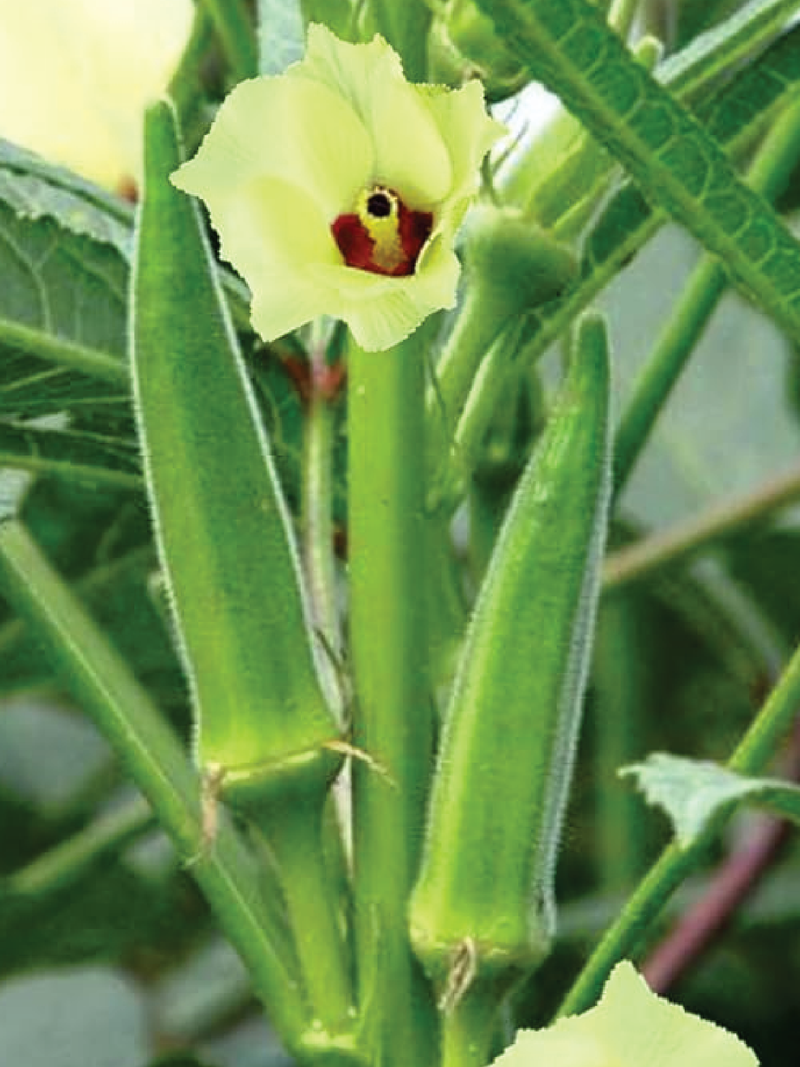 GREEN OKRA SEEDS <br> بذور البامية الخضراء