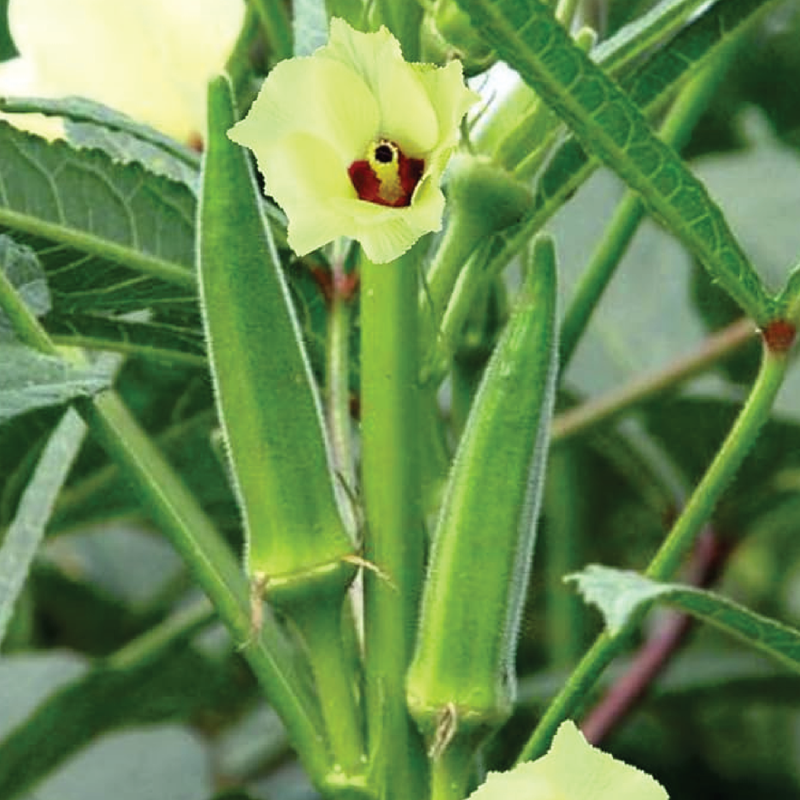 GREEN OKRA SEEDS <br> بذور البامية الخضراء