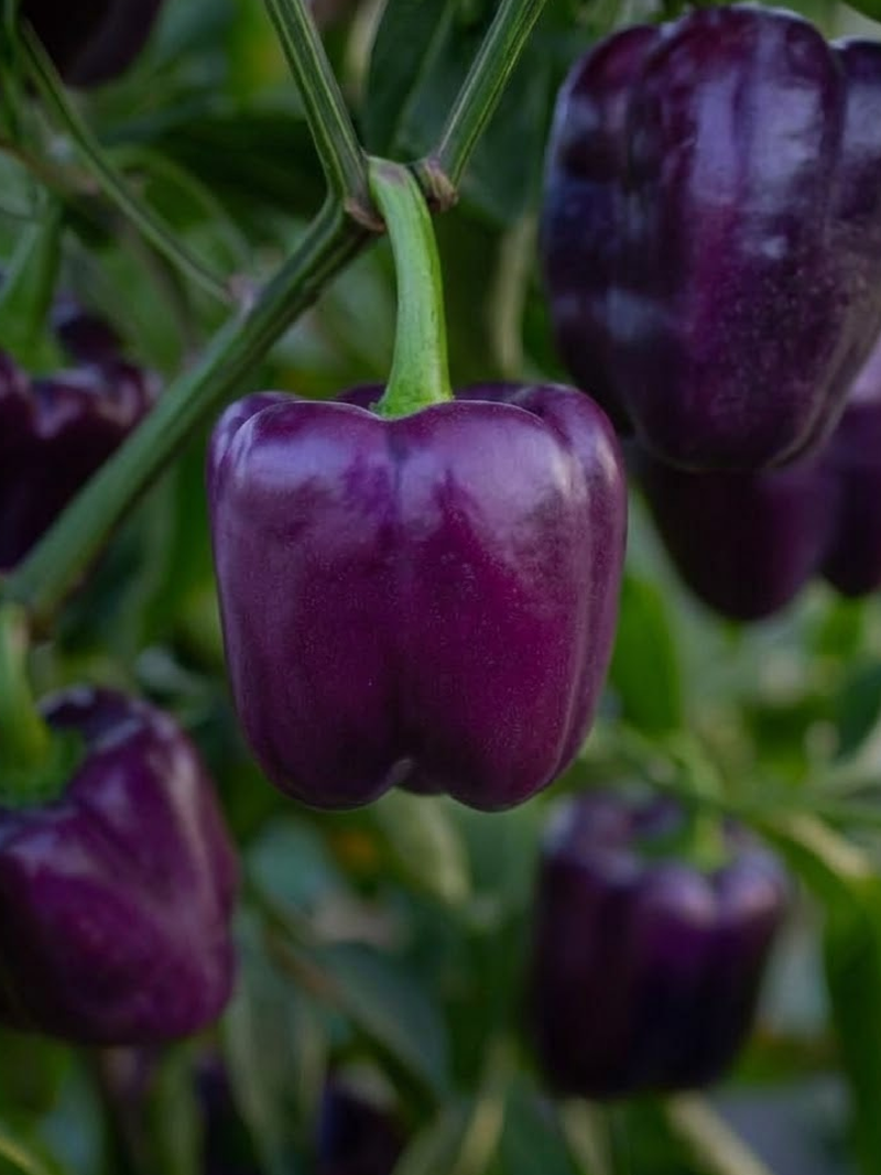 PURPLE SWEET CAPSICUM SEEDS
