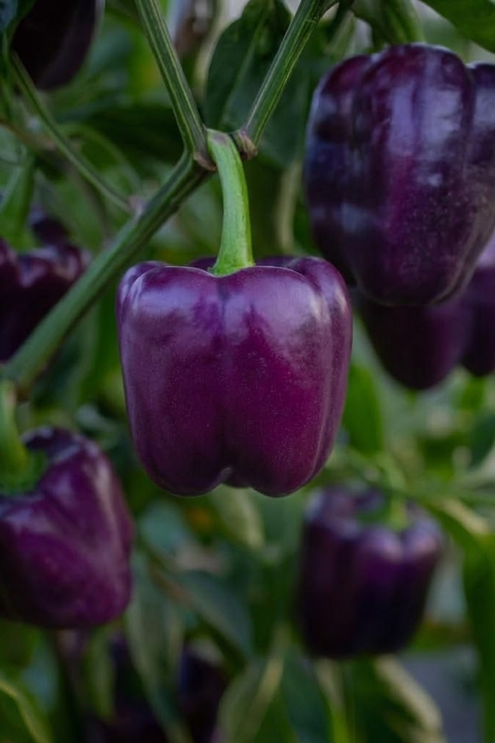 PURPLE SWEET CAPSICUM SEEDS