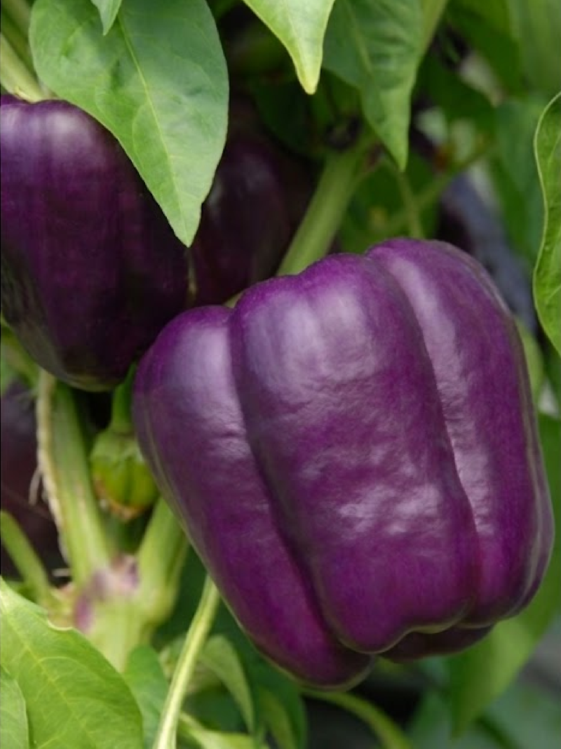 PURPLE SWEET CAPSICUM SEEDS