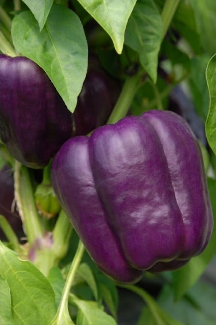 PURPLE SWEET CAPSICUM SEEDS