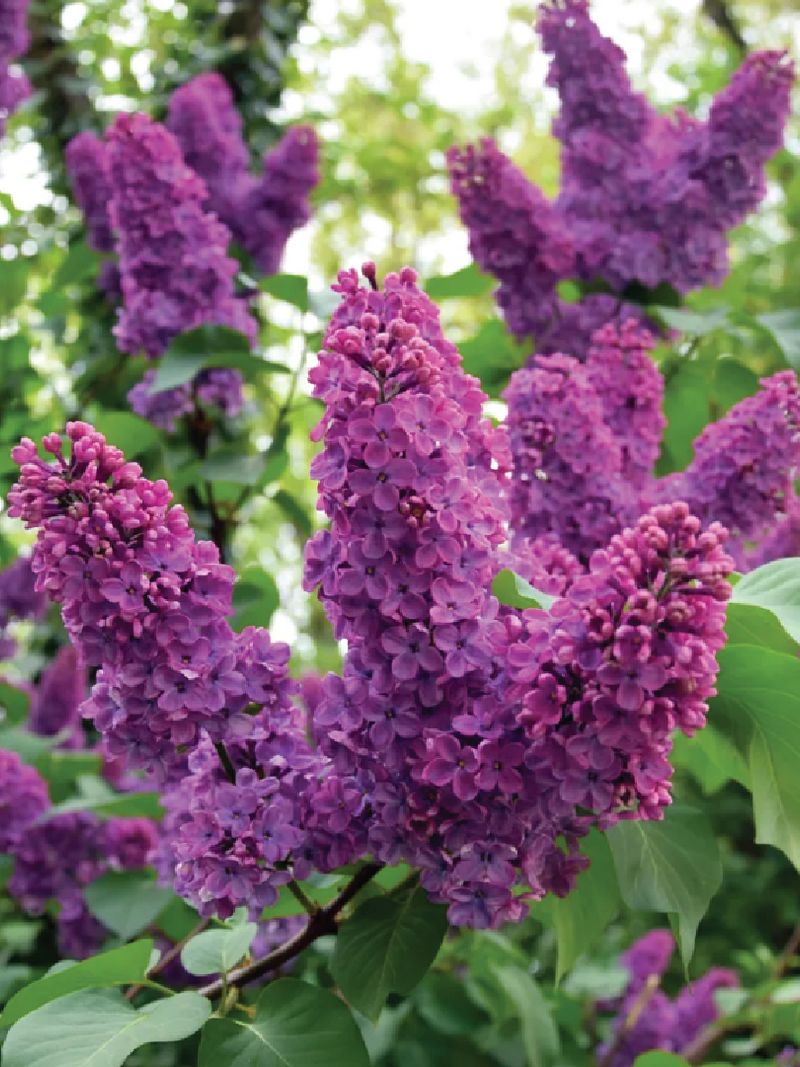 LILAC SEEDS <br> بذور زهور الليلك