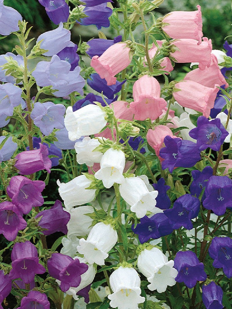 CAMPANULA MIX SEEDS <br> بذور زهور الجرس