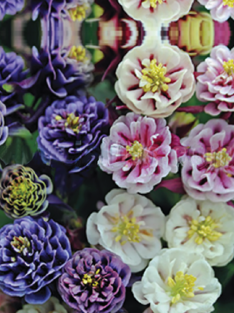 AQUILEGIA MIX SEEDS <br> بذور زهور أكويلجيا