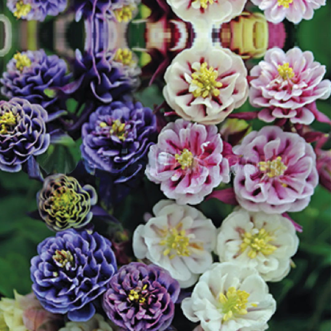 AQUILEGIA MIX SEEDS <br> بذور زهور أكويلجيا