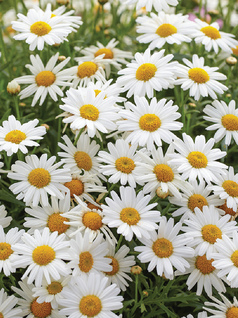 DAISY SEEDS <br> بذور زهور الأقحوان