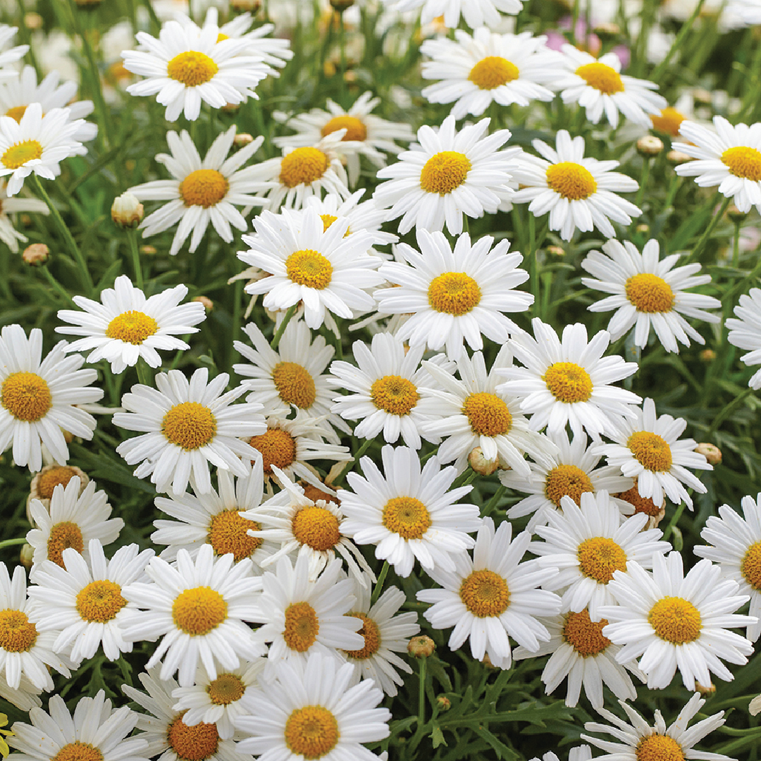 DAISY SEEDS <br> بذور زهور الديزي