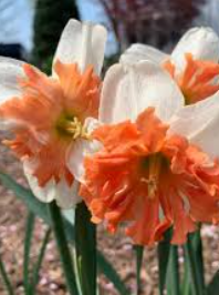 NIGHT LIFE DAFFODIL FLOWER BULBS <br>أبصال زهور النرجس نايت لايف