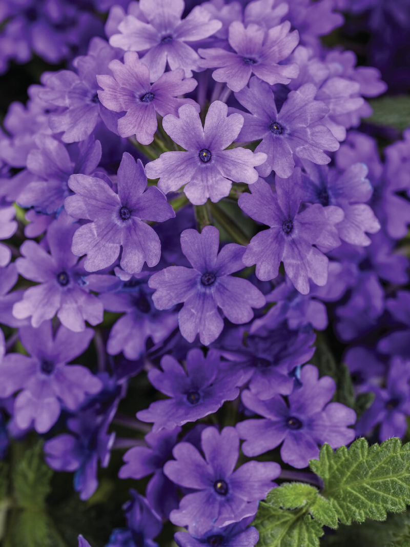 VERBENA PURPLE FLOWER SEEDLING <br> شتلات زهور الفربينا البنفسجية