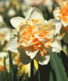 CONVERGENCE DAFFODILS FLOWER BULBS <br>أبصال زهور النرجس كونفيرجنس
