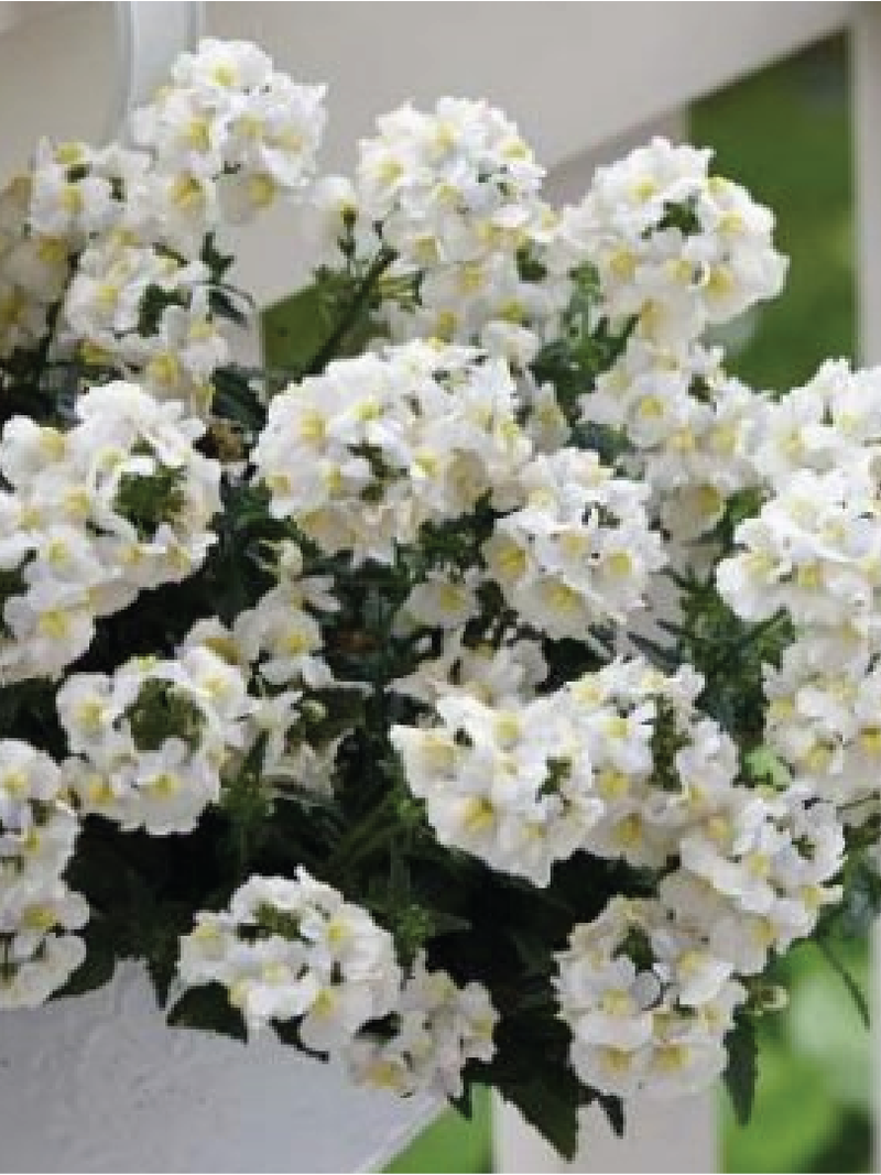 NEMESIA WHITE FLOWER SEEDLING<br> شتلة زهرة نيميسيا البيضاء