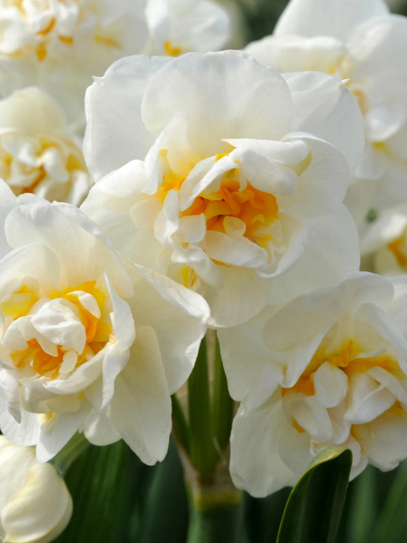 BRIDAL CROWN DAFFODIL FLOWER BULBS <br> أبصال زهور النرجس برايدل كراون