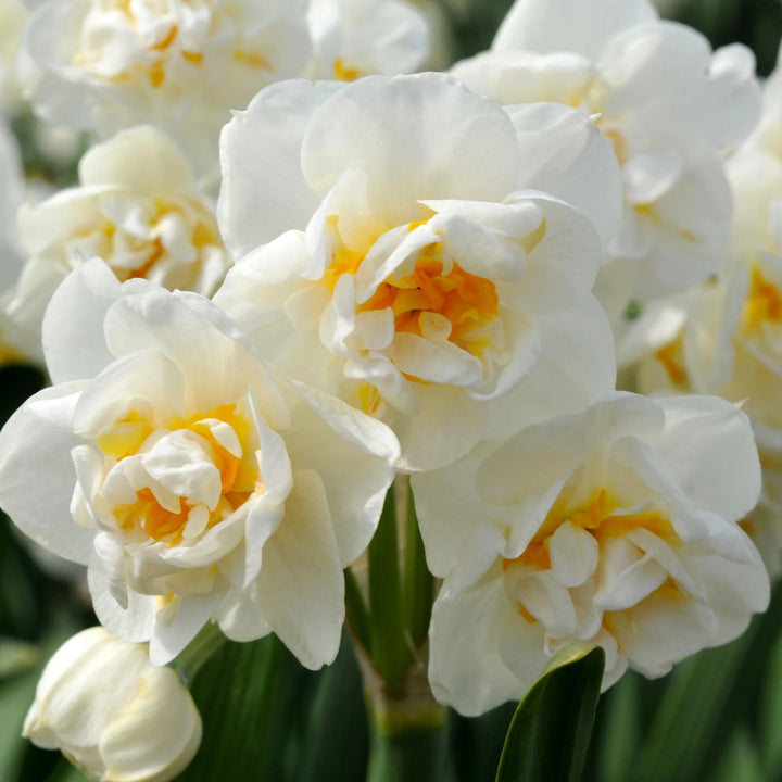 BRIDAL CROWN DAFFODIL FLOWER BULBS <br> أبصال زهور النرجس برايدل كراون