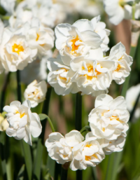 BRIDAL CROWN DAFFODIL FLOWER BULBS <br> أبصال زهور النرجس برايدل كراون
