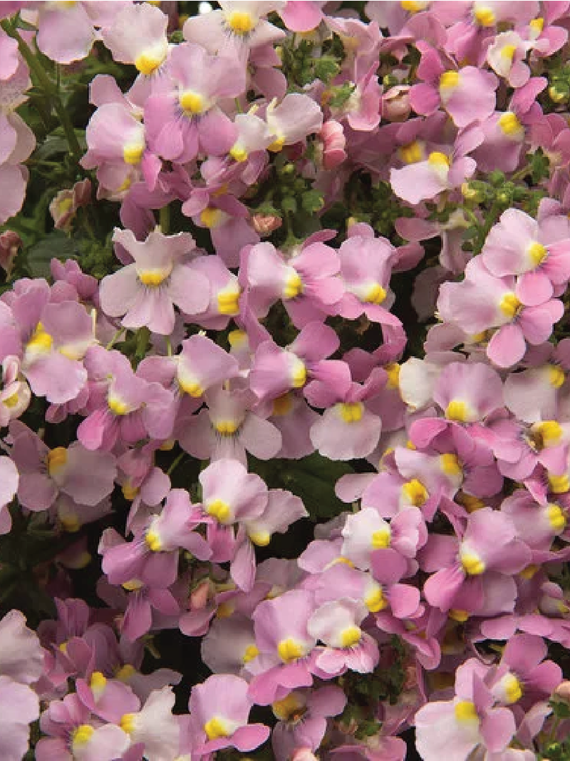 NEMESIA FLOWER SEEDLING<br>شتلة زهرة النيميسيا