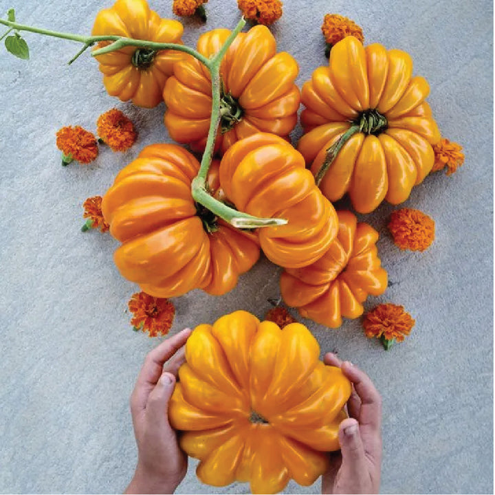 ORGANIC TOMATO ORANGE ACCORDION SEEDLING<br> شتلات الطماطم العضوية الأكورديون