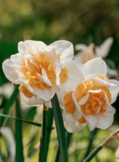 CONVERGENCE DAFFODILS FLOWER BULBS <br>أبصال زهور النرجس كونفيرجنس